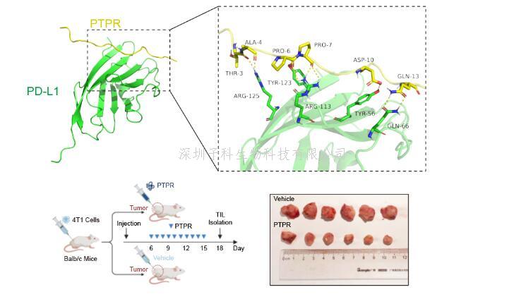 浙江大學(xué)林愛福等多團(tuán)隊(duì)聯(lián)合開發(fā)基于免疫檢查點(diǎn)分子翻譯后修飾的
