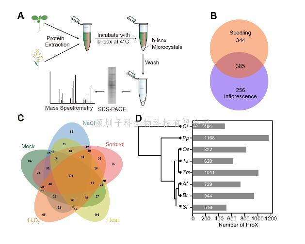 Molecular Plant：鑒定植物中具有相分離潛力的蛋白質(zhì)