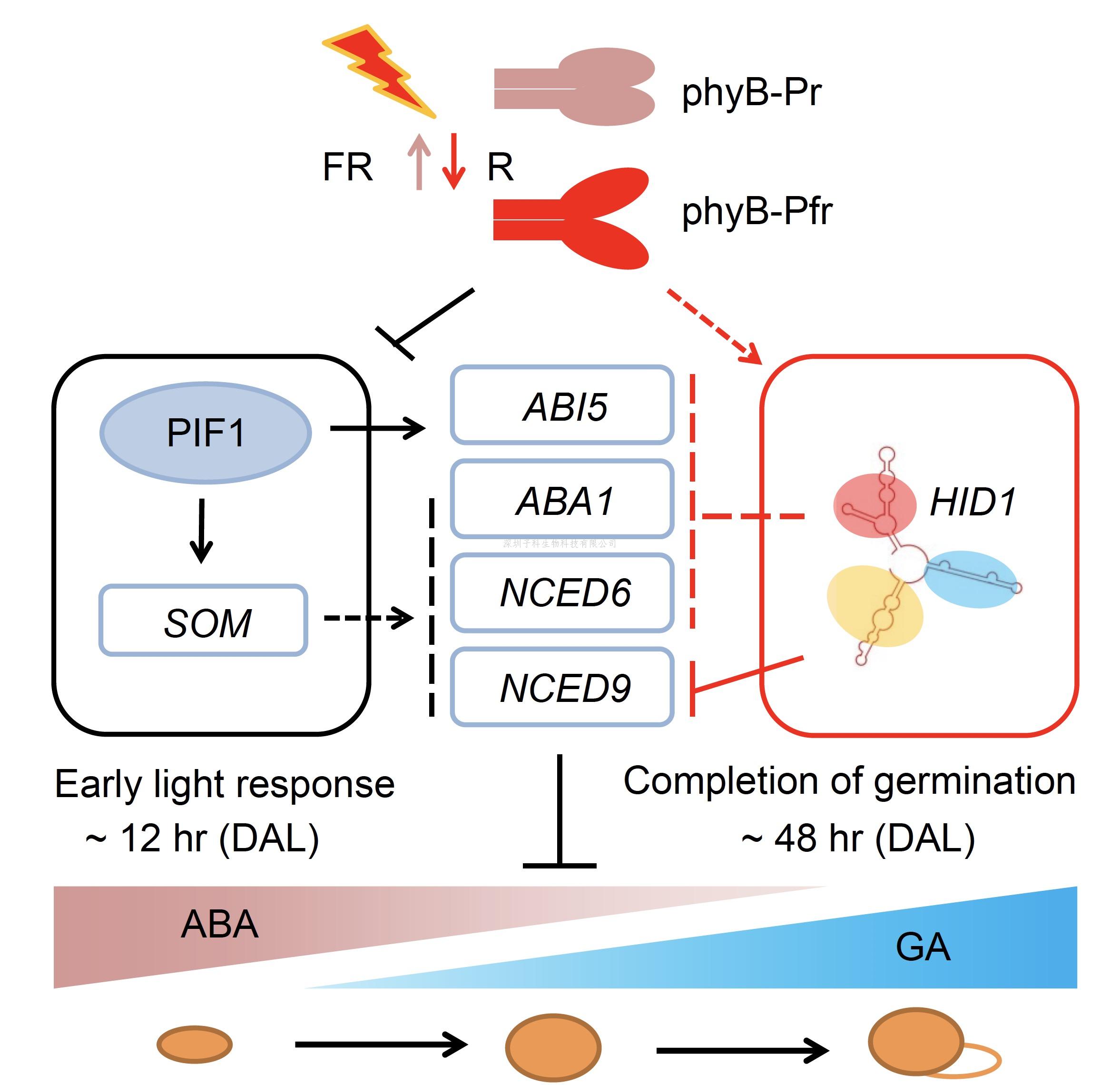 生命科學(xué)學(xué)院朱丹萌課題組取得植物非編碼RNA介導(dǎo)的轉(zhuǎn)錄調(diào)控機(jī)制新突破