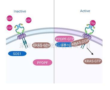 營養(yǎng)與健康所謝東研究組揭示PPDPF調(diào)控胰腺導(dǎo)管腺癌的新機(jī)制