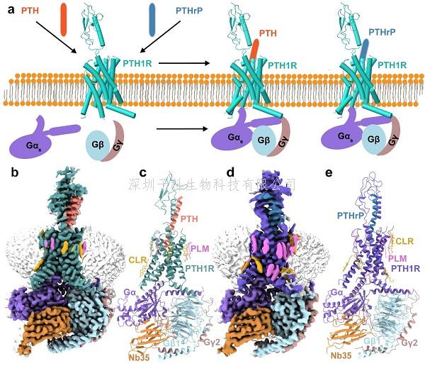 APS | 上海藥物所合作揭示甲狀旁腺激素受體1的兩個(gè)內(nèi)源性多肽激素的分子識(shí)別和激活機(jī)制