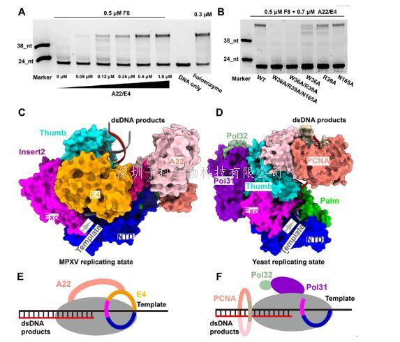 微生物所揭示猴痘病毒聚合酶全酶工作的分子機(jī)制