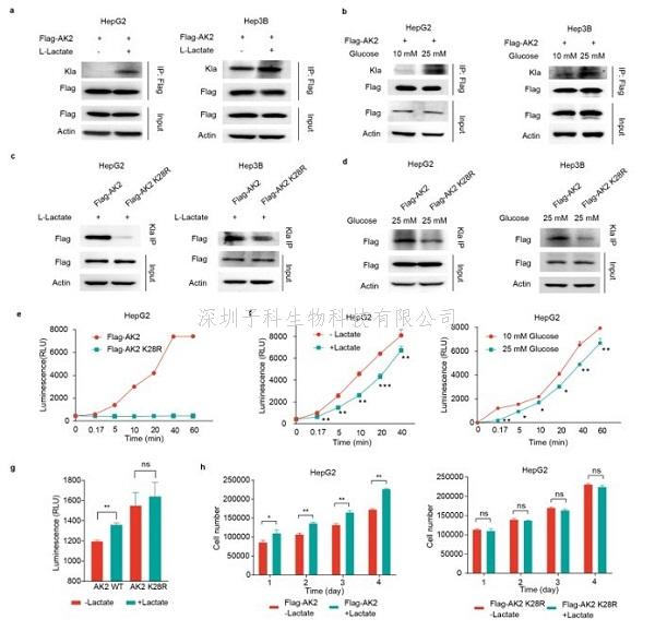 Nature Metabolism：繪制肝癌組織乳?；揎棃D譜