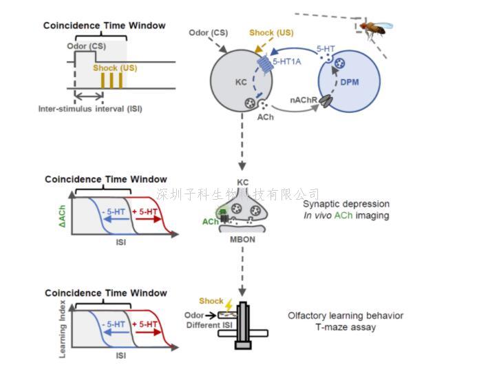 生命科學學院李毓龍團隊發(fā)現五羥色胺調節(jié)關聯學習記憶的時間窗口 揭開巴甫洛夫留下的百年之謎