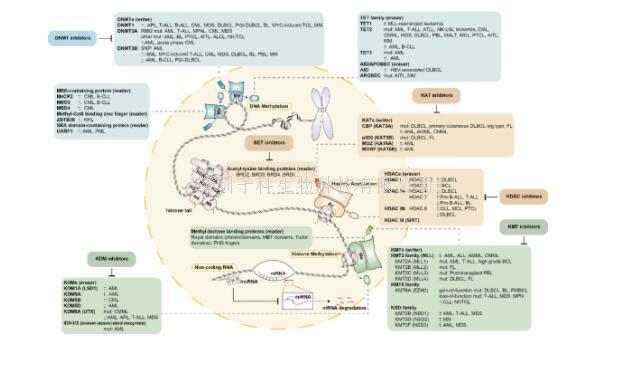 川大華西醫(yī)院血液內科牛挺教授團隊在STTT發(fā)文，提出了通過表觀遺傳學調控治療血液系統腫瘤的新策略