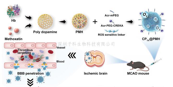 蔣晨教授團(tuán)隊在仿生遞藥系統(tǒng)治療急性缺血性腦卒中領(lǐng)域取得進(jìn)展