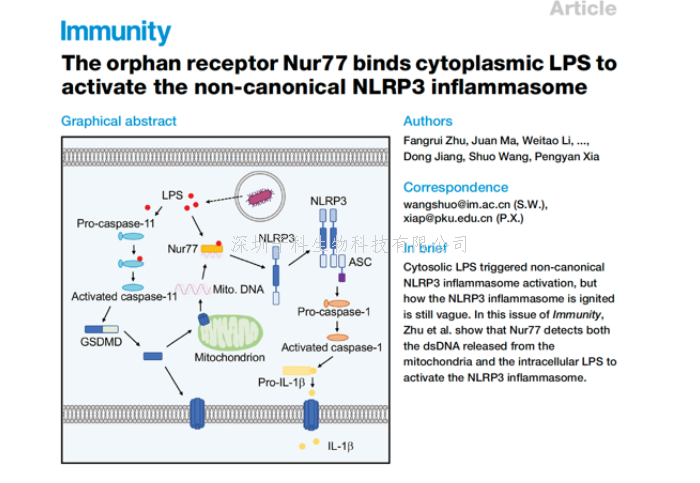 王碩研究團(tuán)隊合作揭示非經(jīng)典NLRP3炎癥小體激活新機(jī)制