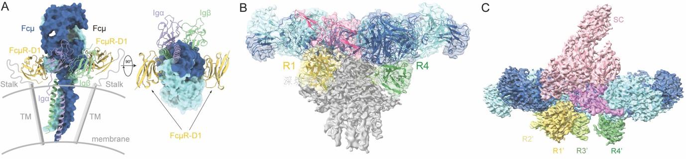 生命科學學院肖俊宇研究組闡明免疫球蛋白IgM被特異性受體FcμR識別的分子機制