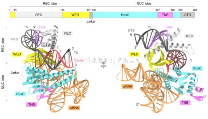 Nature：參與基因組編輯的蛋白質的3D結構