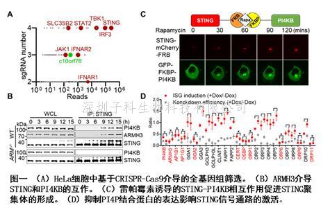 Immunity | 蔣爭凡課題組發(fā)現(xiàn)STING后高爾基體囊泡轉運的重要性及分子機制