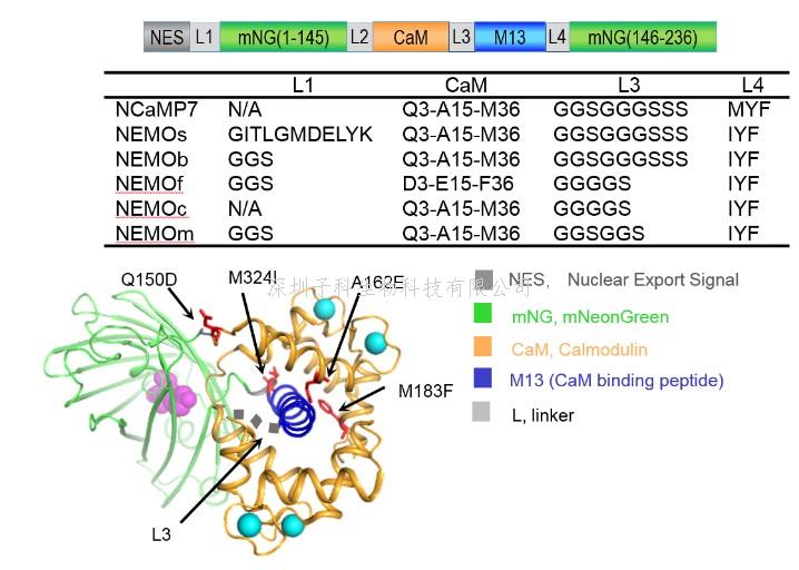 農(nóng)學(xué)院喻景權(quán)/周艷虹團(tuán)隊在PNAS發(fā)文揭示光信號節(jié)鏈在番茄側(cè)枝發(fā)育中的作用