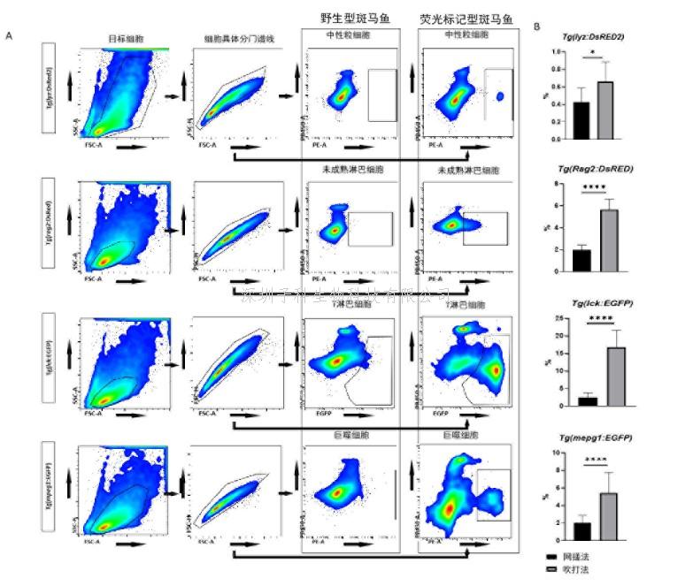 水生所在斑馬魚腸黏膜免疫細(xì)胞分析方法上取得新進(jìn)展