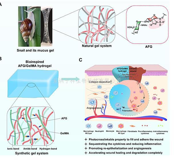 昆明植物所在天然多糖水凝膠修復(fù)糖尿病難愈合創(chuàng)面的研究中取得重要進(jìn)展