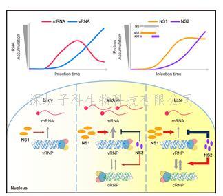 微生物所鄧濤團(tuán)隊發(fā)現(xiàn)流感病毒NS1和NS2蛋白參與精細(xì)調(diào)控病毒RNA的轉(zhuǎn)錄與復(fù)制