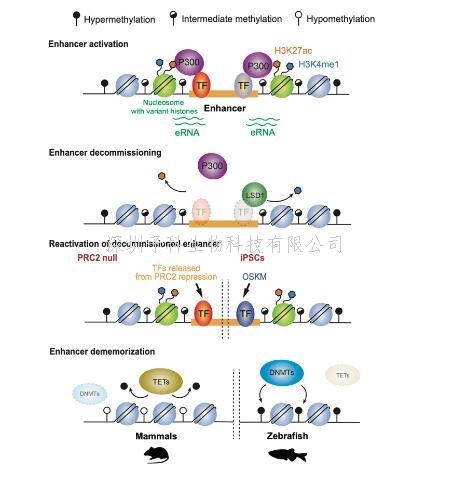 生命學(xué)院頡偉組應(yīng)邀在TiBS發(fā)表關(guān)于增強(qiáng)子激活、失活和沉默的綜述