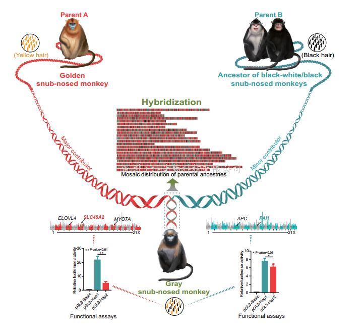 云南大學(xué)Science發(fā)文：靈長類動物黔金絲猴雜交起源和其獨特毛色產(chǎn)生的分子機(jī)制