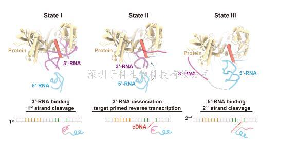 自私的基因！劉俊杰課題組揭示逆轉(zhuǎn)座子在基因組上跳躍的分子機(jī)制