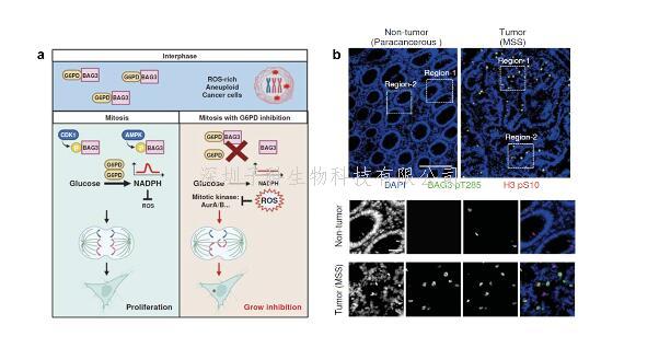 Nat Metab楊振業(yè)課題組揭示NADPH促進(jìn)非整倍體腫瘤細(xì)胞分裂的調(diào)控機(jī)制
