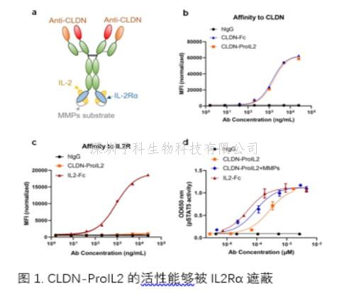 Science子刊：開發(fā)靶向CLDN18.2的細(xì)胞因子前藥