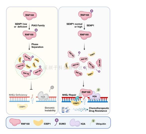 生命科學(xué)學(xué)院鄭曉峰課題組揭示SUMO化修飾通過調(diào)控液-液相分離來影響NHEJ修復(fù)效率和腫瘤細(xì)胞耐藥的分子機(jī)制