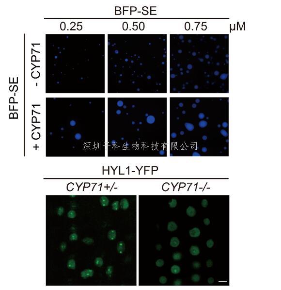 清華大學生命學院戚益軍課題組揭示植物Dicing body形成及miRNA生成的調控因子