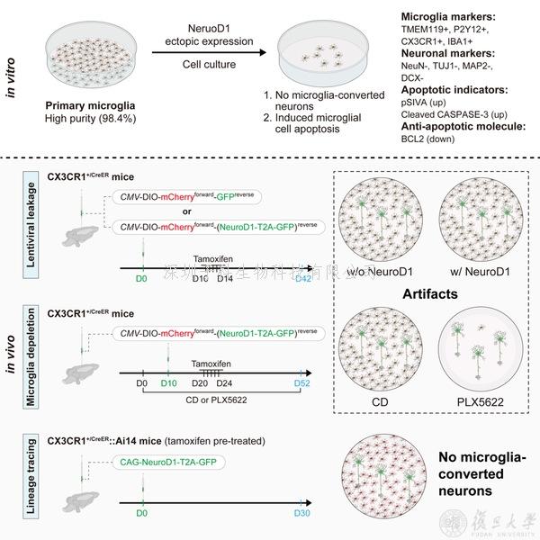 復旦大學Nature Aging最新發(fā)文：驗證膠質細胞轉分化的基本原則