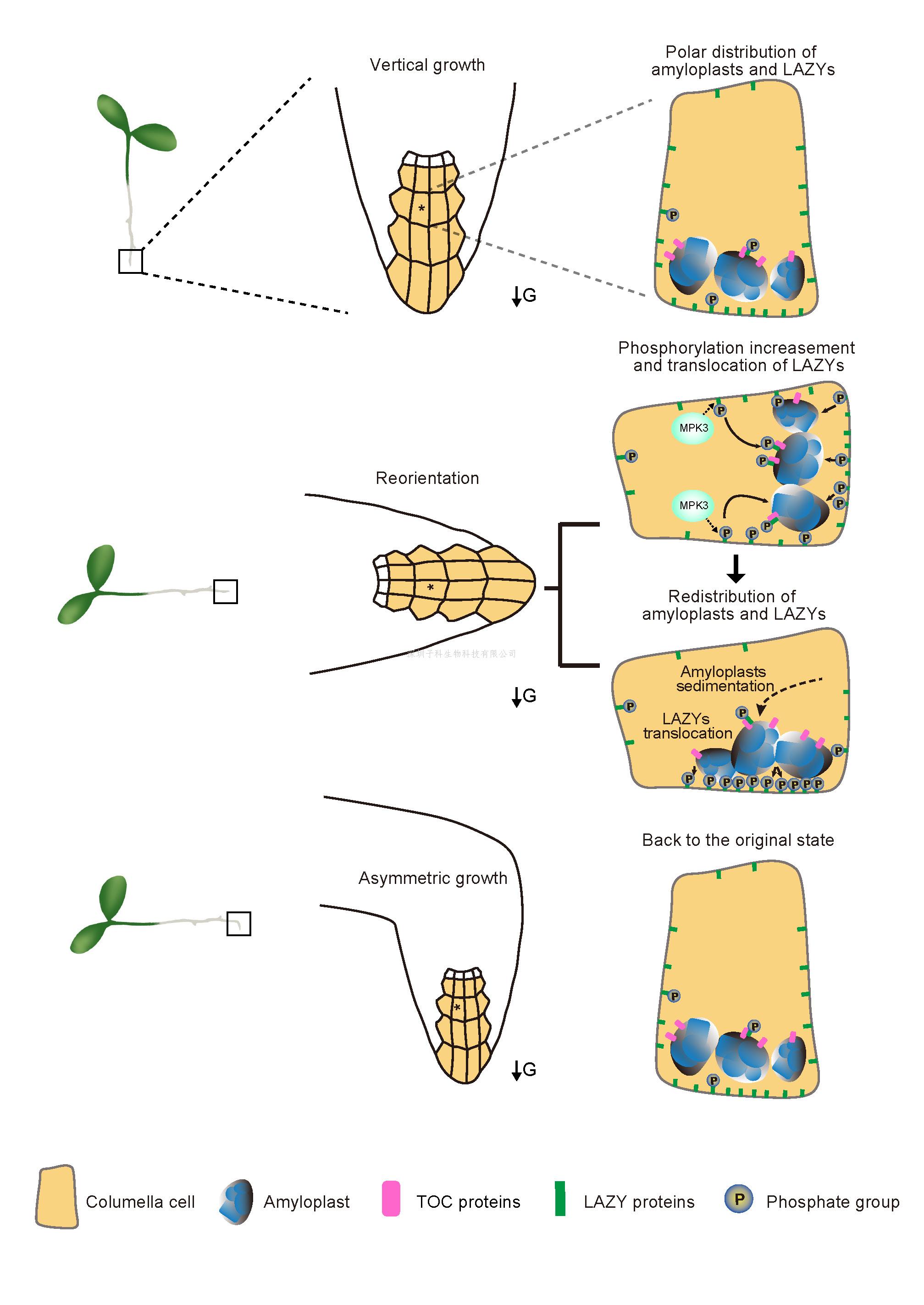 清華大學陳浩東課題組與合作者揭示植物感受重力的分子機制