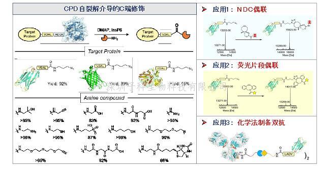 Nat Commun | 上海藥物所發(fā)展蛋白質(zhì)C端化學(xué)修飾新方法