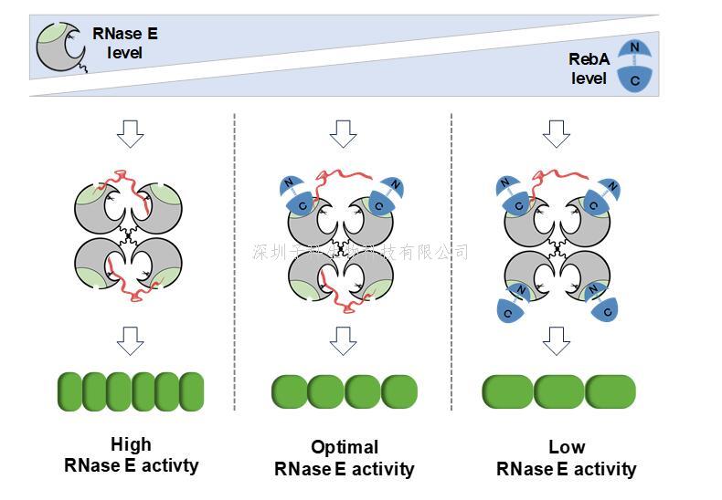 RNA世界的警察與督查：中國學者揭示細菌RNA代謝調(diào)控新機制