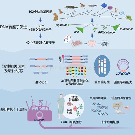 我國學者在DNA轉(zhuǎn)座子多樣性研究和基因工程技術開發(fā)方面取得進展