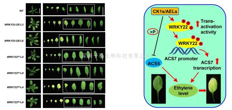 上海交大薛紅衛(wèi)教授團隊發(fā)現(xiàn)酪蛋白激酶AELs調(diào)控植物衰老的新機制